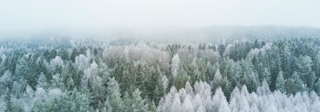 Hvitt vinterlandskap