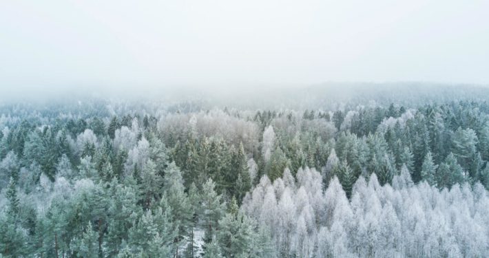 Hvitt vinterlandskap